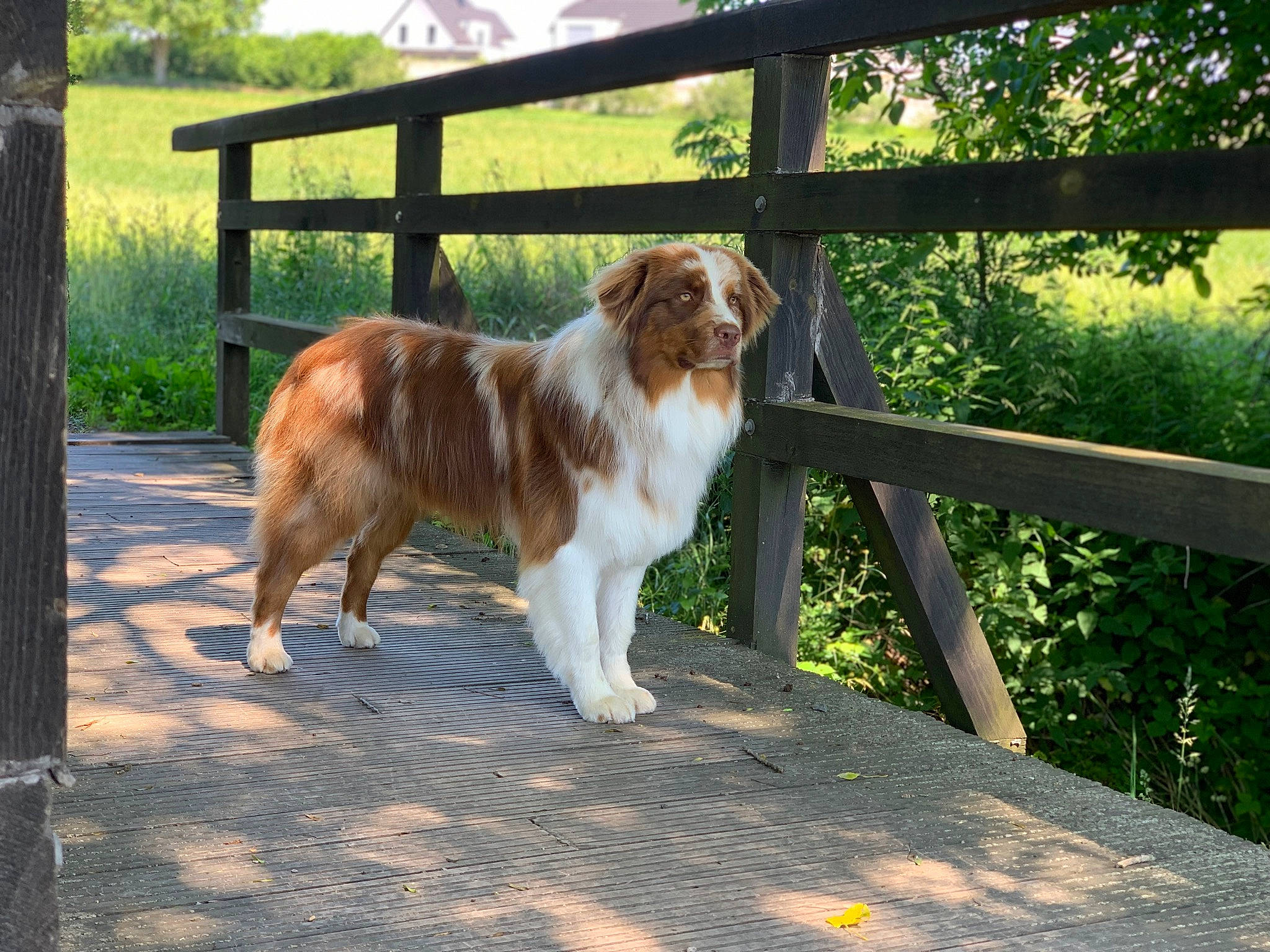 Panache a rejoint le concours — aidez-le/la à gagner de superbes lots ! canidae, carnivore, companion_dog, dog, dog_breed, fawn, fence, grass, gun_dog, irish_red_and_white_setter, king_charles_spaniel, liver, plant, shade, snout, split_rail_fence, sporting_group, tail, tree, wood