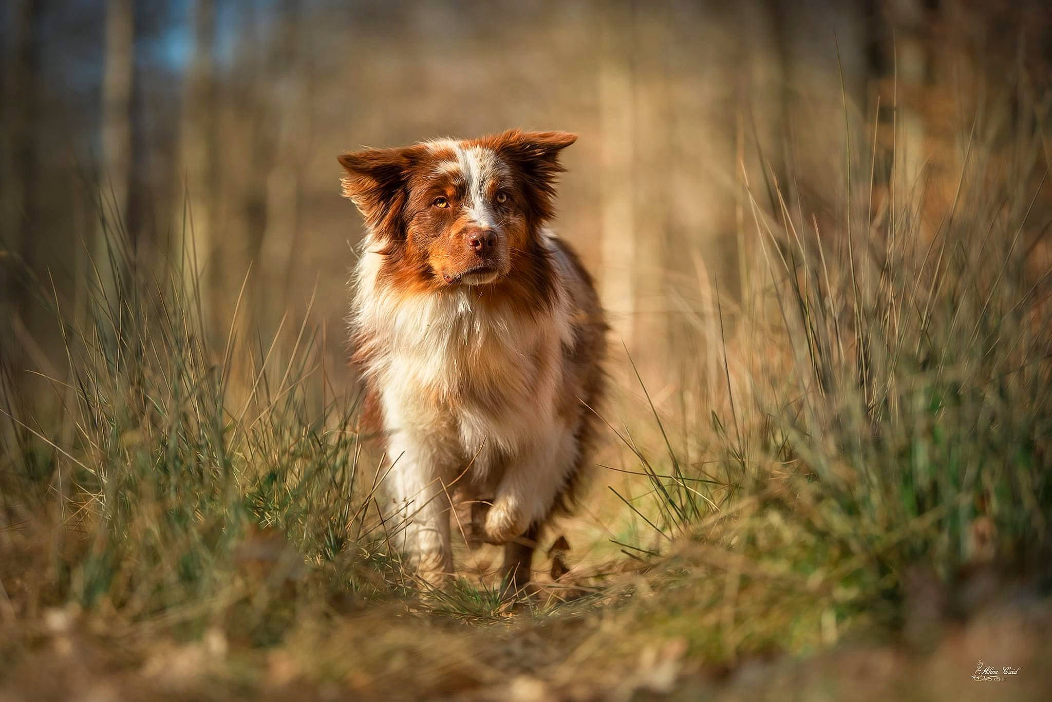 Panache participe au concours pour gagner de l'argent avec cette photo : canidae, carnivore, companion_dog, dog, dog_breed, fawn, grass, gun_dog, herding_dog, landscape, liver, natural_landscape, plant, snout, soil, sporting_group, tail, tree, whiskers, wood