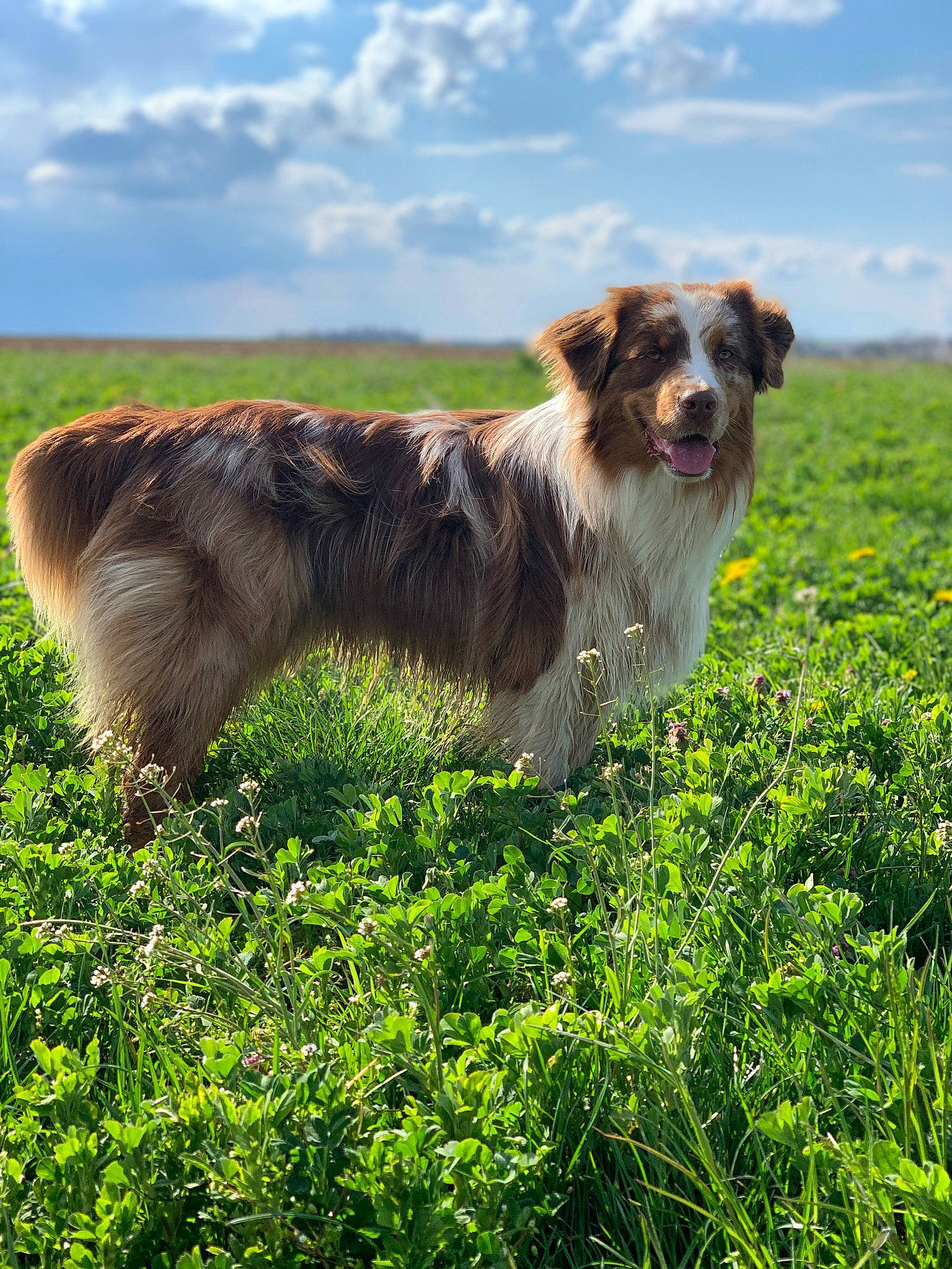 Panache a rejoint le concours — aidez-le/la à gagner de superbes lots ! canidae, carnivore, cloud, companion_dog, dog, dog_breed, field, grass, grassland, herding_dog, landscape, liver, natural_landscape, pasture, plant, prairie, sky, sporting_group, terrestrial_animal, working_animal