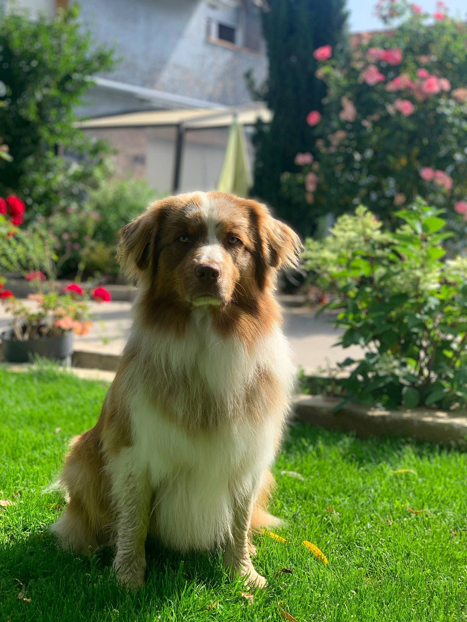 Panache participe au concours pour gagner de l'argent avec cette photo : canidae, carnivore, companion_dog, dog, dog_breed, fawn, flower, garden, grass, gun_dog, herding_dog, plant, puppy, sporting_group, terrestrial_animal, toy_dog, tree, window, working_dog, yard