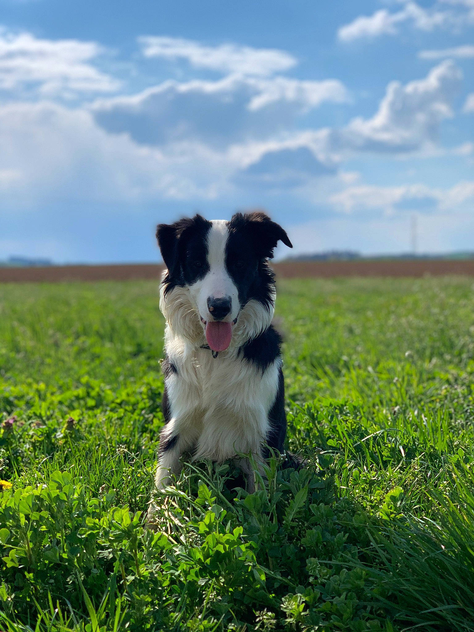 Oslo a rejoint le concours — aidez-le/la à gagner de superbes lots ! border_collie, canidae, carnivore, cloud, companion_dog, dog, dog_breed, field, grass, grass_family, grassland, herding_dog, natural_landscape, pasture, plant, sky, snout, sporting_group, tail, working_animal
