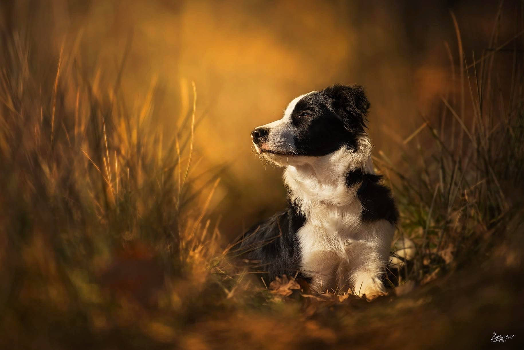 Oslo participe au concours pour gagner de l'argent avec cette photo : border_collie, canidae, carnivore, companion_dog, dog, dog_breed, flash_photography, grass, herding_dog, landscape, landseer, natural_landscape, plant, sky, snout, soil, sporting_group, terrestrial_animal, tints_and_shades, whiskers