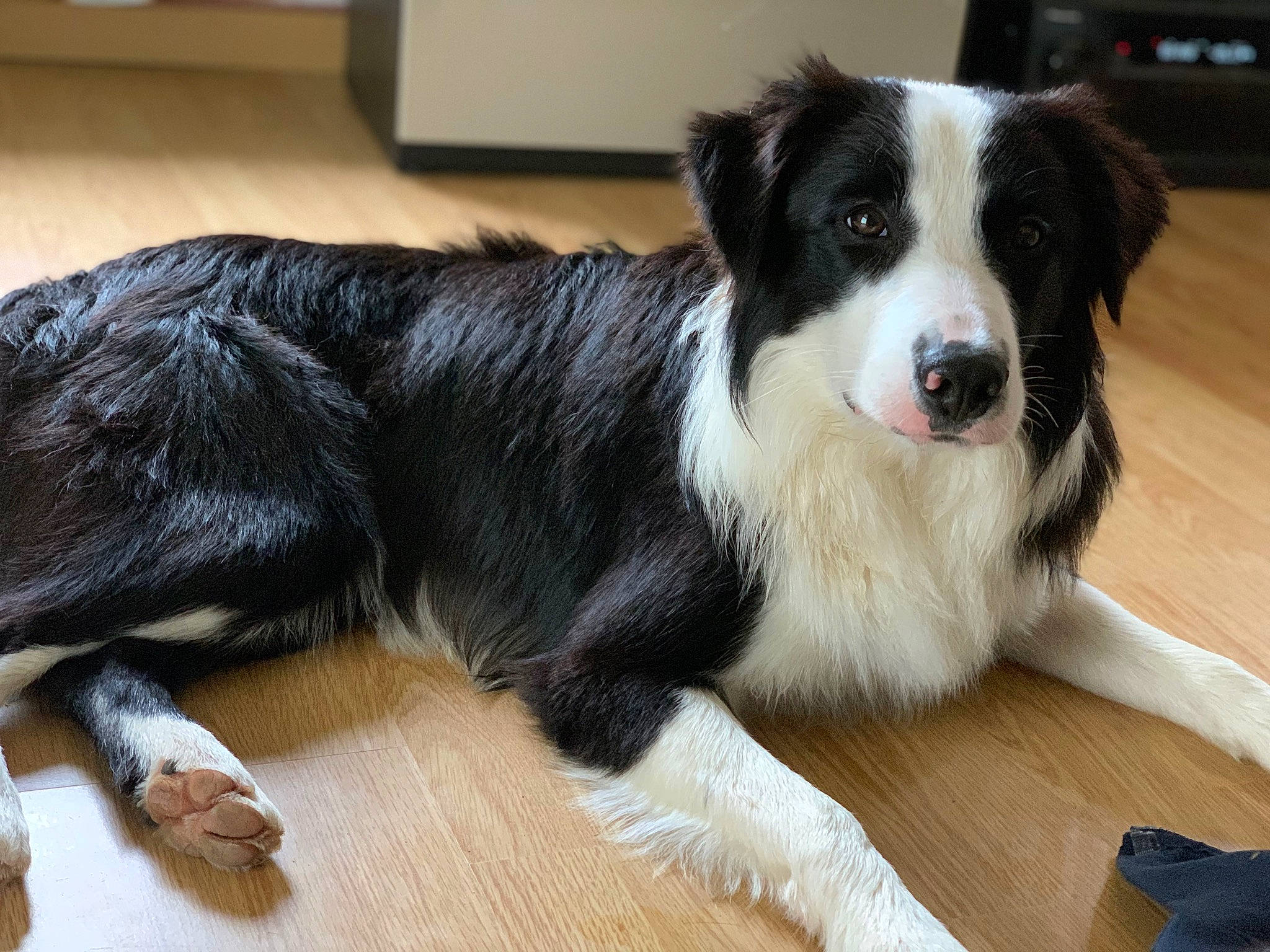 Oslo a rejoint le concours — aidez-le/la à gagner de superbes lots ! australian_collie, ball, borador, border_collie, canidae, carnivore, companion_dog, dog, dog_breed, flooring, fur, hardwood, herding_dog, snout, sporting_group, whiskers, wood, wood_flooring, working_dog