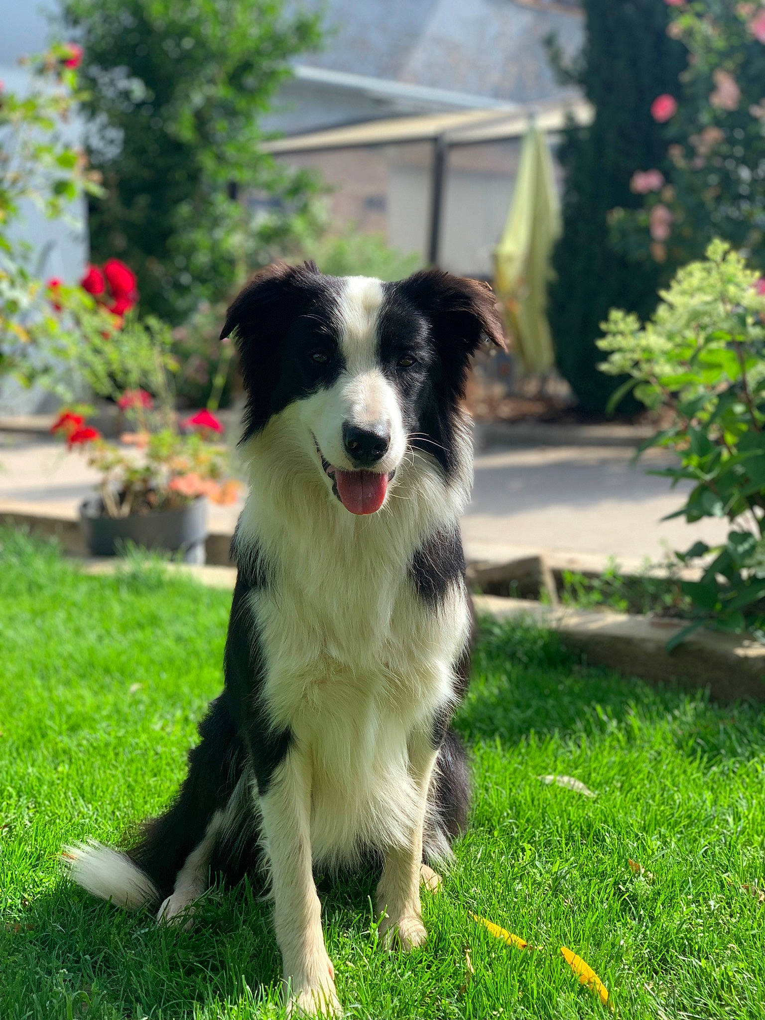 Oslo a rejoint le concours — aidez-le/la à gagner de superbes lots ! australian_collie, australian_shepherd, border_collie, canidae, carnivore, companion_dog, dog, dog_breed, grass, herding_dog, mcnab, plant, sporting_group, working_dog