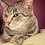 Tomasa joined the competition — help win amazing prizes! cat, tabby, pet, animal, feline, fur, whiskers, close_up, resting, pillow, indoor, portrait, cute, sleepy, calm, ears, eyes, nose, paw, soft