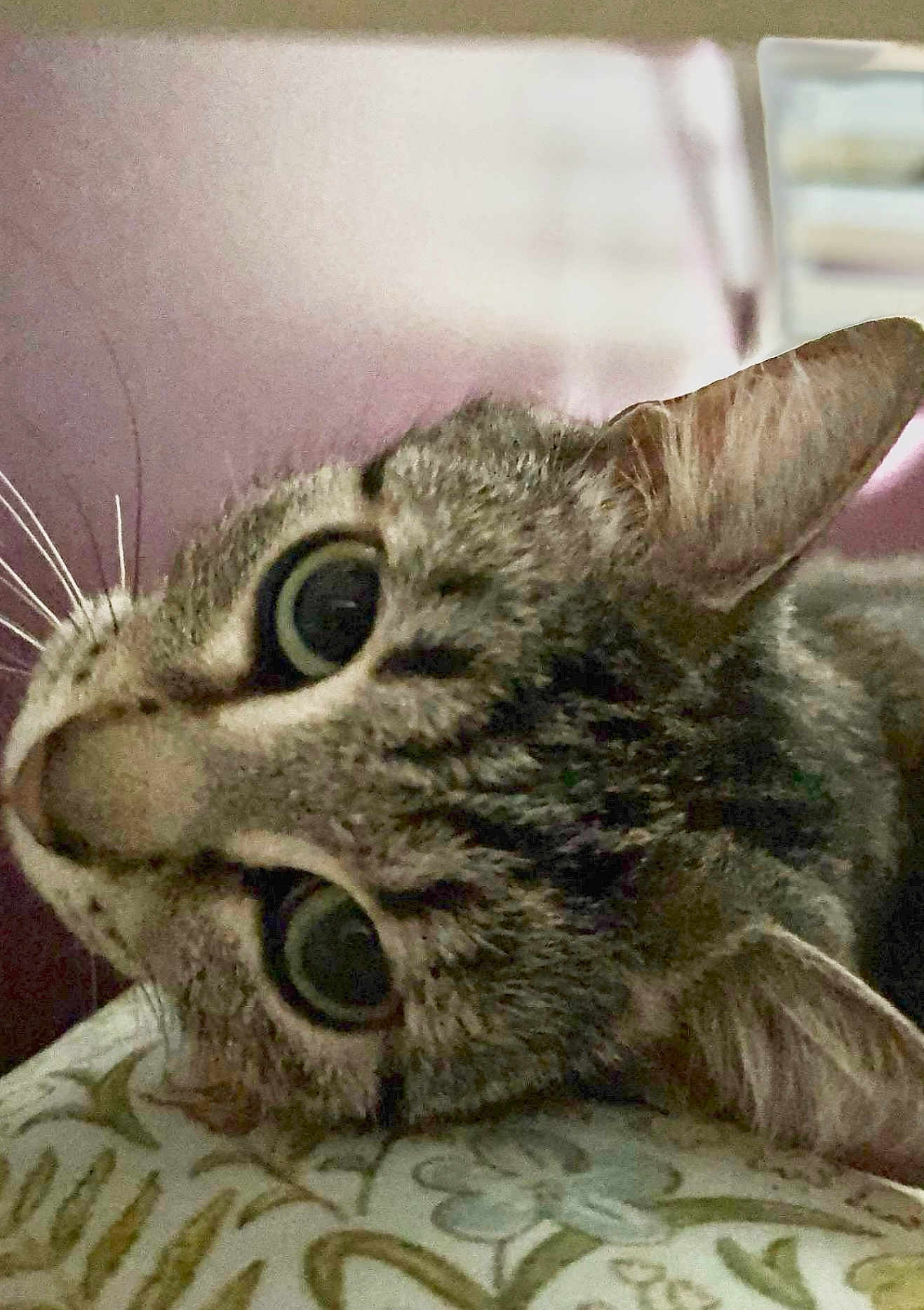 Tomasa