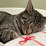 Tomasa is registered to the contest to win money with this photo: cat, tabby, sleeping, close_up, feline, pet, fur, whiskers, face, paw, blanket, pattern, red, white, indoor, resting, cute, cozy, animal, peaceful