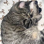 Tomasa is registered to the contest to win money with this photo: cat, tabby, sleeping, curled_up, feline, pet, animal, fur, whiskers, ear, blanket, pattern, brown_bows, cozy, resting, indoor, cute, soft, relaxed, nap