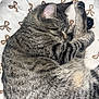 cat, tabby, sleeping, curled_up, feline, pet, animal, fur, whiskers, ear, blanket, pattern, brown_bows, cozy, resting, indoor, cute, soft, relaxed, nap