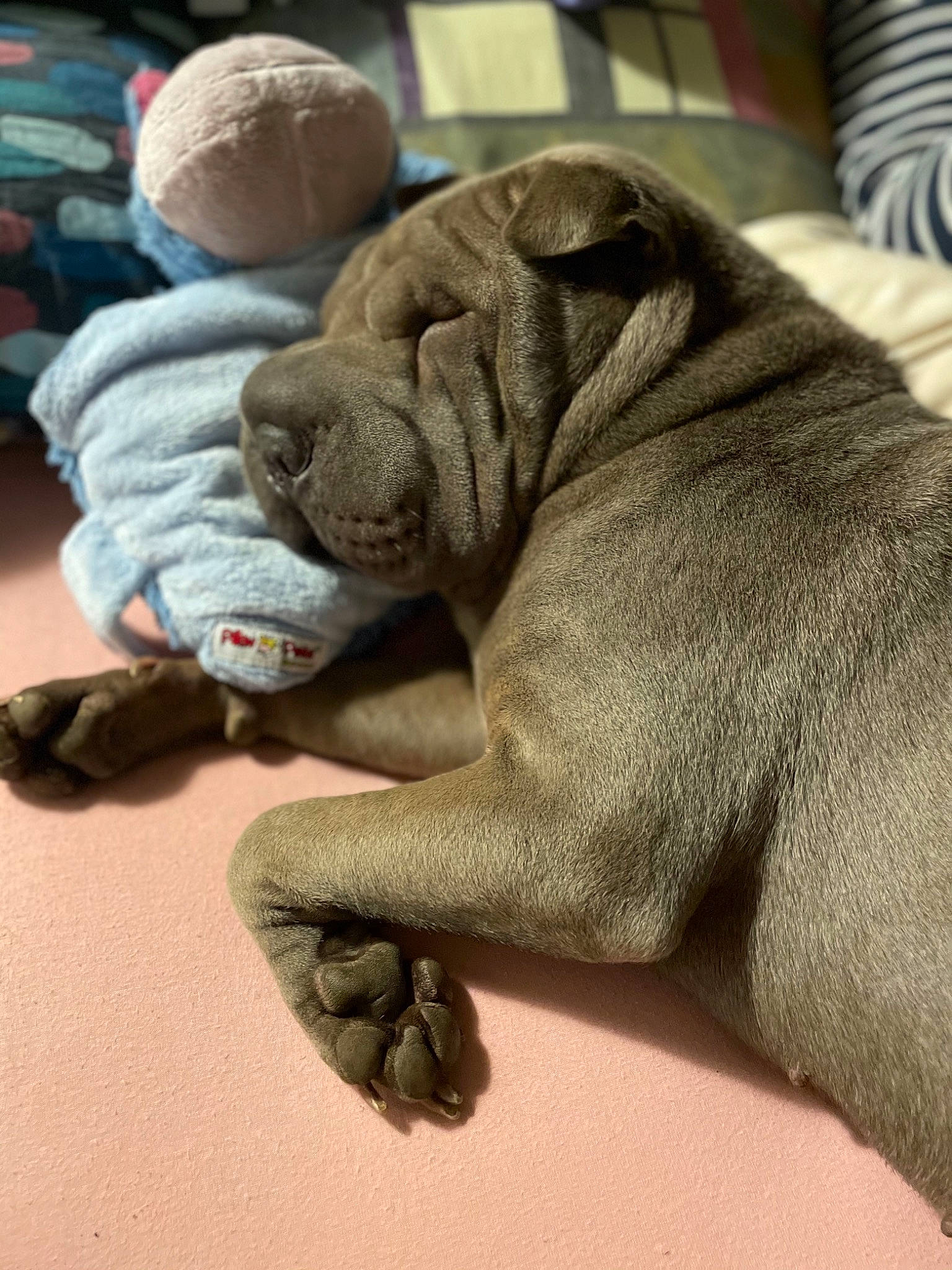 Hoshi a rejoint le concours — aidez-le/la à gagner de superbes lots ! canidae, carmine, carnivore, comfort, companion_dog, dog, dog_breed, fawn, flooring, foot, fur, grey, human_leg, snout, sporting_group, terrestrial_animal, toy, wood, working_animal, wrinkle