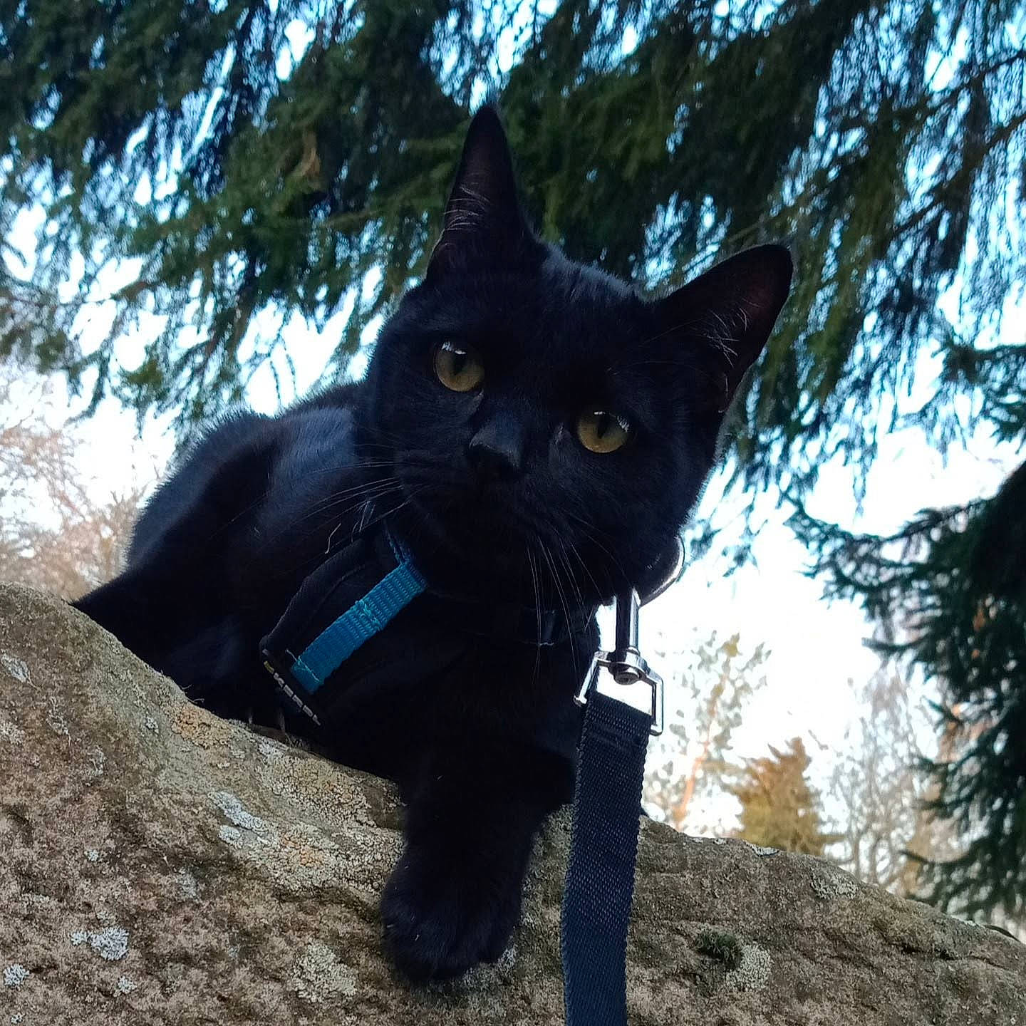 Noopy a rejoint le concours — aidez-le/la à gagner de superbes lots ! black_cat, bombay, branch, carnivore, cat, domestic_short_haired_cat, electric_blue, felidae, fur, grass, leaf, plant, sky, small_to_medium_sized_cats, snout, tail, terrestrial_animal, tree, trunk, whiskers