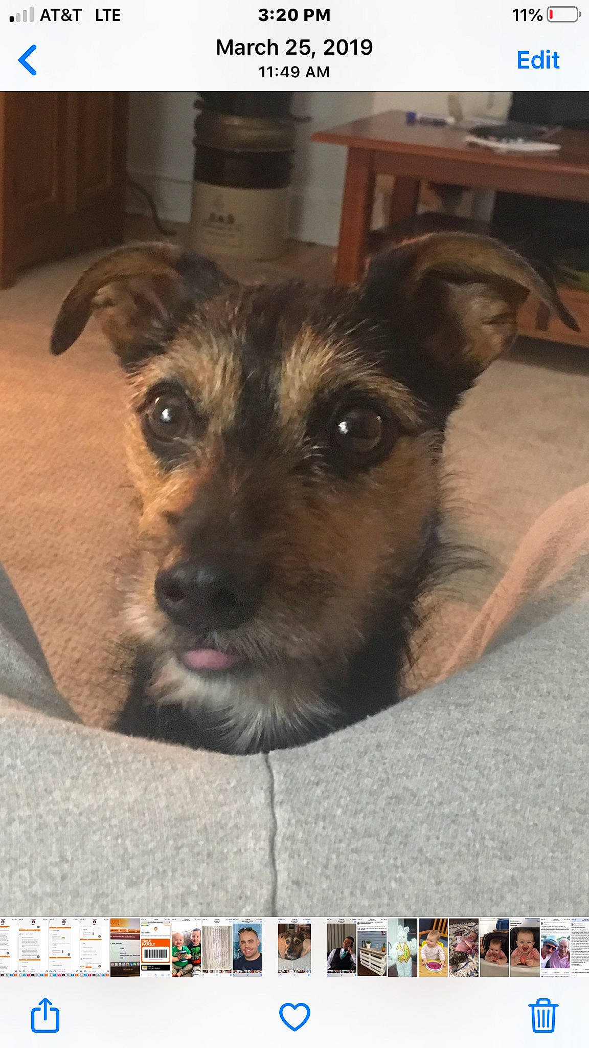 Jim is registered to the contest to win money with this photo: canidae, carnivore, companion_dog, dog, dog_breed, fawn, flooring, font, fur, liver, non_sporting_group, photo_caption, screenshot, snout, sporting_group, terrestrial_animal, toy_dog, whiskers, working_animal