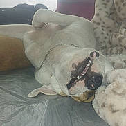 Kilo joined the competition — help win amazing prizes! blanket, chain_collar, cheek, companion, couch, cozy, dog, faux_fur, fur, indoor, mouth, nose, paw, pet, portrait, relaxed, sleeping_dog, teeth, tongue, upside_down