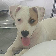 Kilo joined the competition — help win amazing prizes! adorable, bed, black_nose, blanket, brown_patch, closeup, dog, domestic_animal, ears, eyes, indoor, lying_down, paw, pet, playful, portrait, puppy, smiling, tongue_out, white_fur