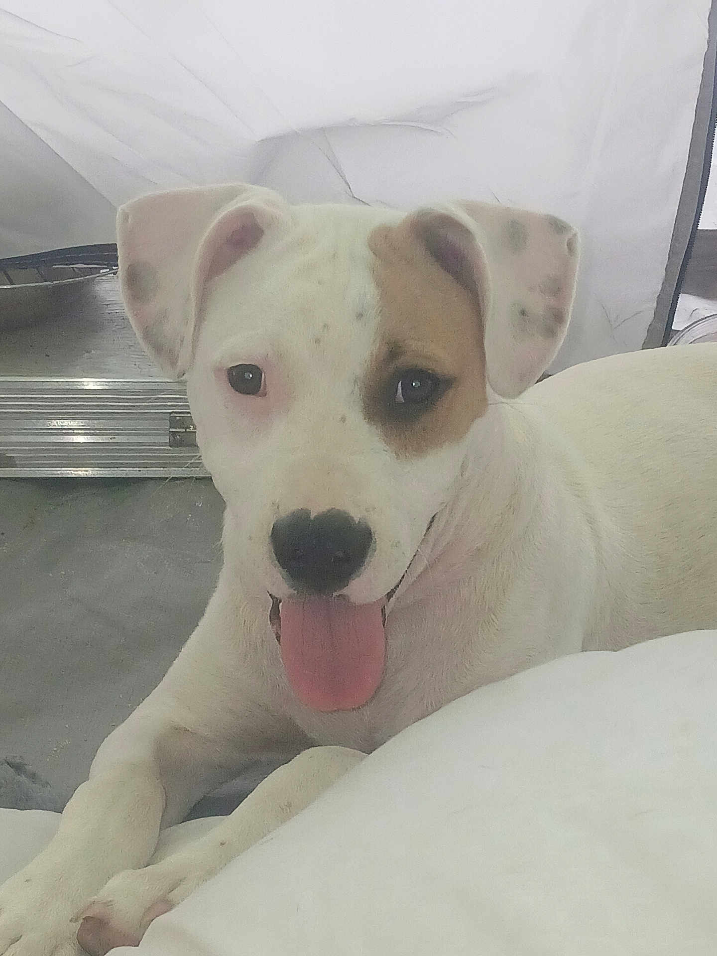 Kilo joined the competition — help win amazing prizes! adorable, bed, black_nose, blanket, brown_patch, closeup, dog, domestic_animal, ears, eyes, indoor, lying_down, paw, pet, playful, portrait, puppy, smiling, tongue_out, white_fur