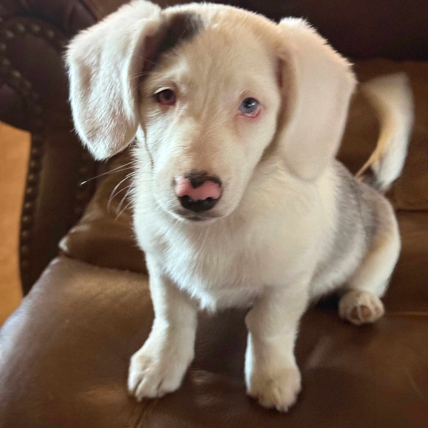 Winnie Grace joined the competition — help win amazing prizes! adorable, animal, brown, canine, companion, cute, dog, domestic_animal, ears, fluffy, fur, indoor, leather_couch, nose, pet, puppy, sitting, tail, white, young