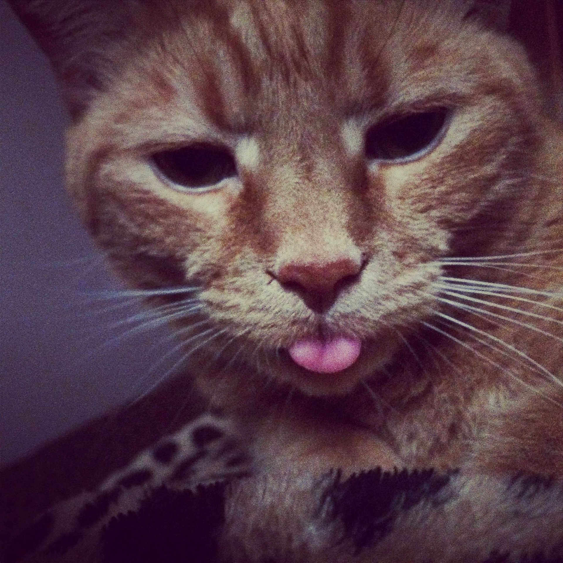 Tigger joined the competition — help win amazing prizes!