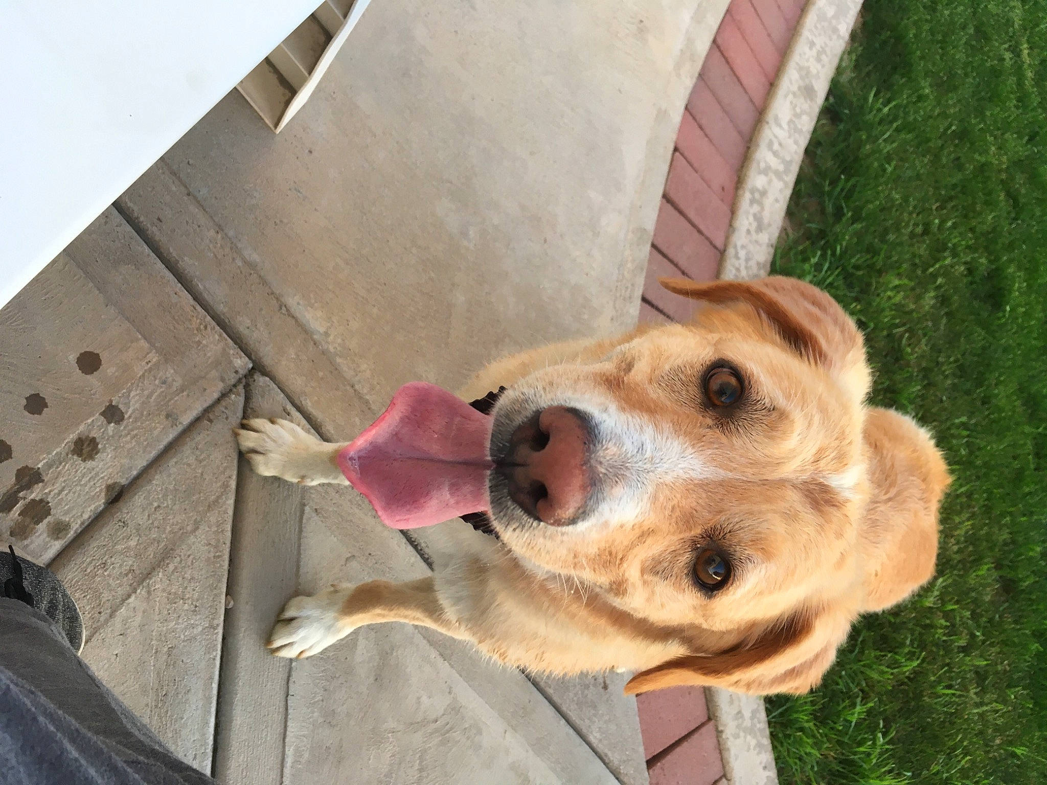 Penny is registered to the contest to win money with this photo: canidae, carnivore, collar, companion_dog, dog, dog_breed, dog_collar, dog_supply, fawn, fur, grass, leash, liver, pet_supply, retriever, snout, sporting_group, whiskers, wood, working_animal