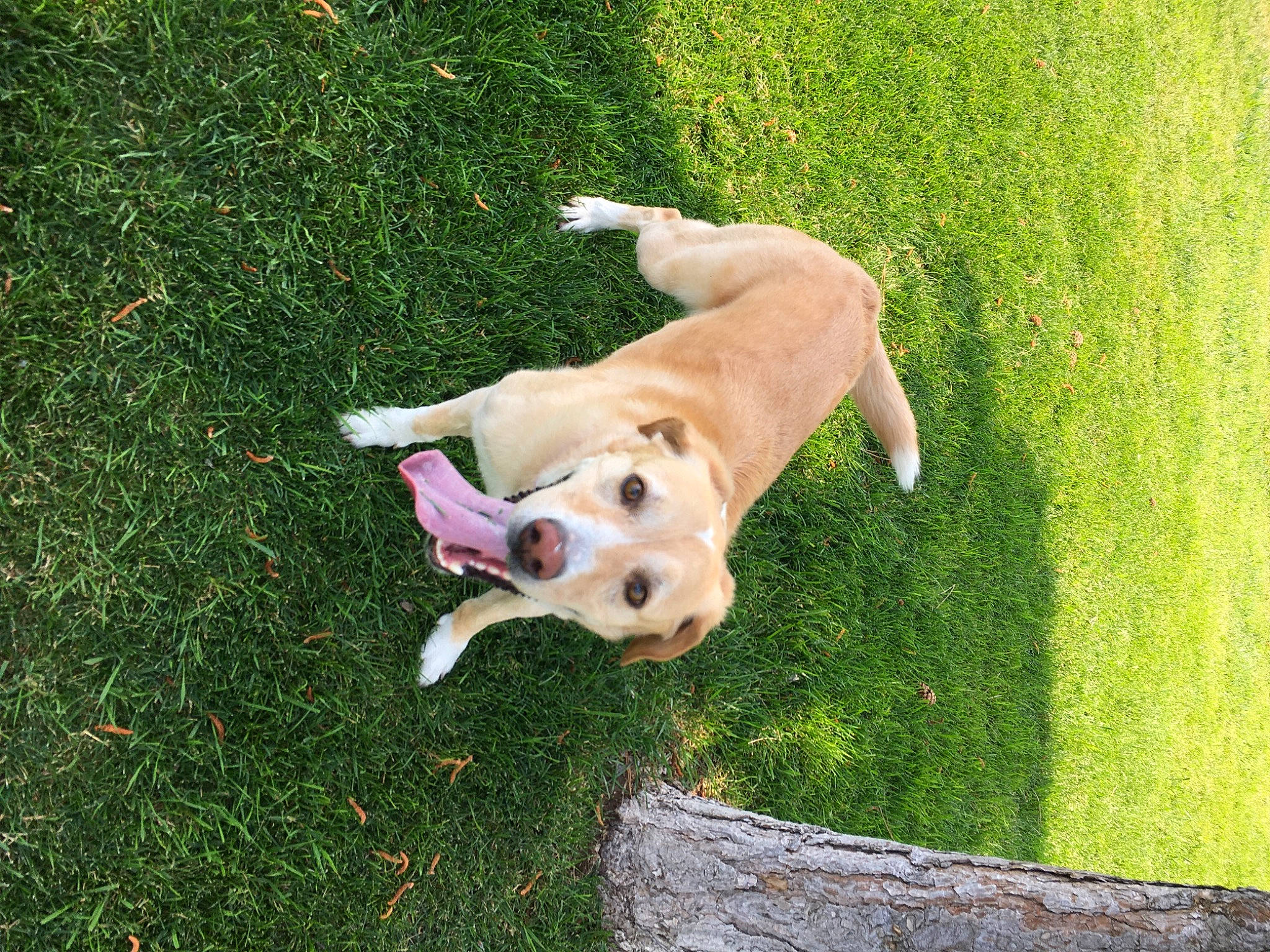 Penny joined the competition — help win amazing prizes! canidae, carnivore, companion_dog, dog, dog_breed, dog_supply, fawn, grass, groundcover, guard_dog, non_sporting_group, paw, pet_supply, snout, sporting_group, tail, terrestrial_animal, toy, toy_dog, working_animal