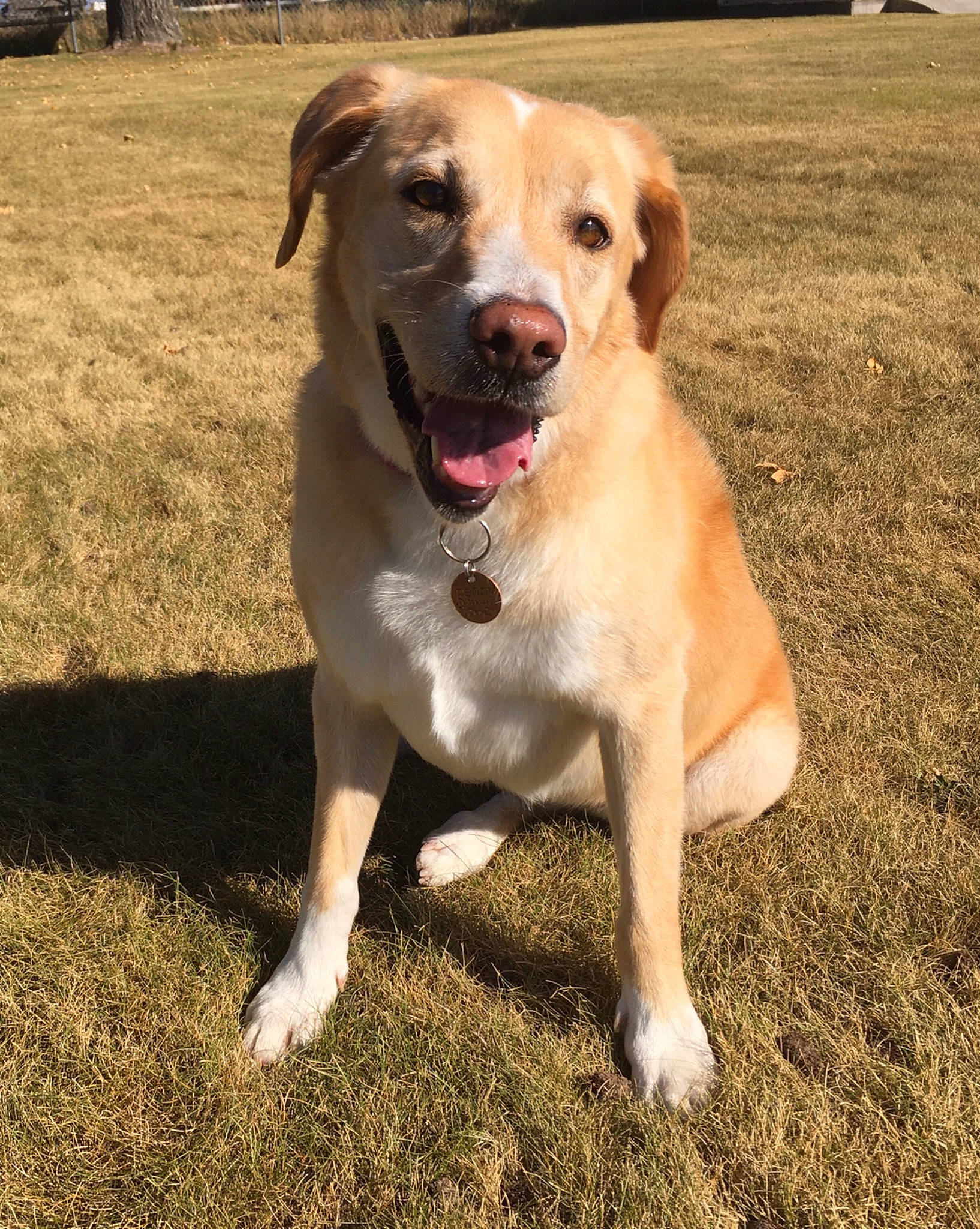 Penny is registered to the contest to win money with this photo: canidae, carnivore, collar, companion_dog, dog, dog_breed, dog_collar, fawn, firefighter, grass, gun_dog, pet_supply, retriever, snout, soil, sporting_group, street_dog, tail, whiskers, working_animal