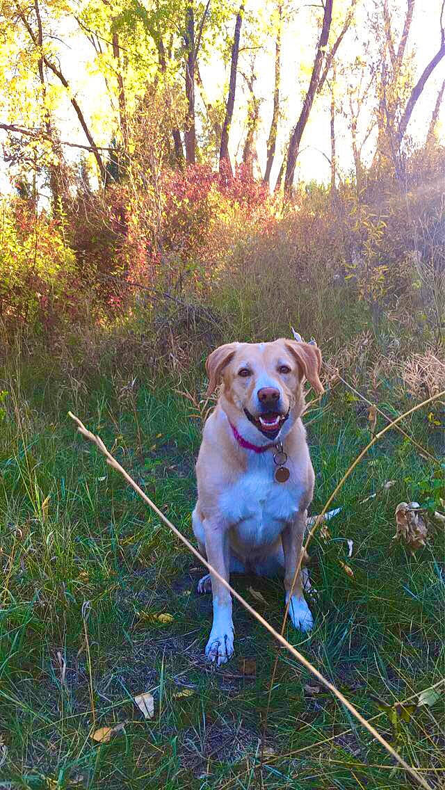 Penny joined the competition — help win amazing prizes! autumn, carnivore, collar, companion_dog, dog, dog_breed, dog_collar, fawn, forest, grass, grass_family, gun_dog, leaf, plant, sky, sporting_group, sunlight, tail, tree, wood