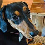 Hershey is registered to the contest to win money with this photo: animal, black_and_tan, canine, close_up, collar, companion, cute, dog, domestic_animal, ear, fur, indoor, looking, paw, pet, portrait, resting, snout, texture, wood