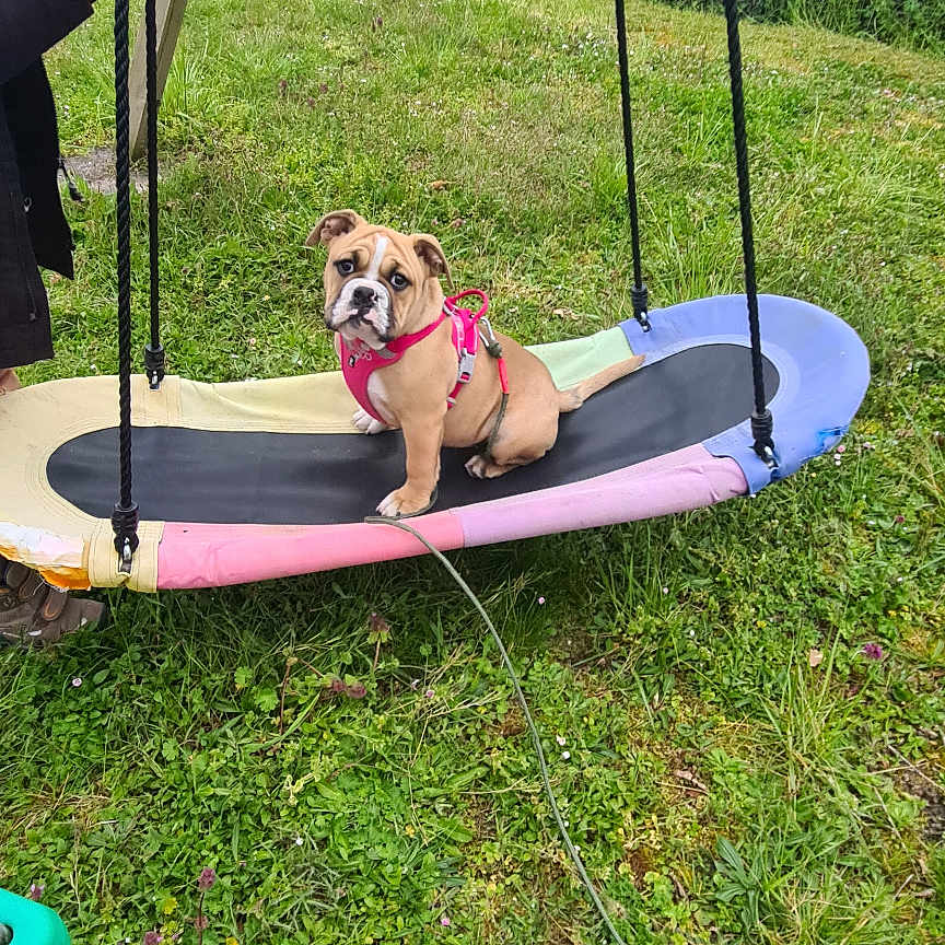 Rillette a rejoint le concours — aidez-le/la à gagner de superbes lots ! bulldog, puppy, dog, pink_harness, swing, grass, outdoor, person_hand, trees, colorful_swing, playful, pet, canine, nature, leash, park, animal, young_dog, daytime, greenery
