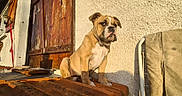 Rillette a rejoint le concours — aidez-le/la à gagner de superbes lots ! bulldog, puppy, dog, outdoor, sunlight, terracotta, brick, wooden_door, wall, shadow, wicker_basket, cushion, pet, animal, sitting, building, texture, daylight, expression, house