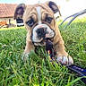 Rillette participe au concours pour gagner de l'argent avec cette photo : bulldog, puppy, grass, playing, outdoor, sunny, leash, chewing, pet, young_dog, lawn_chair, backyard, animal, cute, dog, tongue, playful, face, fur, ears