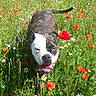 animal, brindle, canine, daisies, dog, field, flowers, grass, greenery, happy, meadow, nature, outdoor, pet, poppies, summer, sunlight, tail_up, tongue_out, white_face