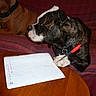 animal, black_and_white_dog, brown_dog, canine, closeup, collar, companion, couch, dog, domestic_animal, furniture, household, indoor, notebook, pen, pet, red_couch, relaxed, table, writing