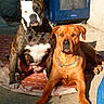 animal, brown_dog, canine, chain_collar, closeup, companion, concrete, daylight, dog, friendly, looking_at_camera, mat, outdoor, pet, portrait, shadow, sitting, sunlight, two_dogs, white_and_brown_dog