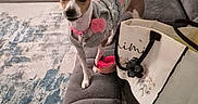 Sky joined the competition — help win amazing prizes! alert, animal, bag, brown_and_white, couch, cozy, curious, decor, dog, domestic, furniture, home, indoor, living_room, pet, pom_pom, rug, small_dog, sweater, toy
