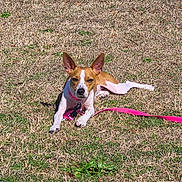 Sky joined the competition — help win amazing prizes! alert, animal, brown, canine, collar, cute, daylight, dog, ears, field, grass, leash, lying_down, nature, outdoor, pet, playful, resting, sunlight, white
