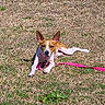 alert, animal, brown, canine, collar, cute, daylight, dog, ears, field, grass, leash, lying_down, nature, outdoor, pet, playful, resting, sunlight, white