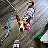 broom, brown_and_white, casual, curious, dog, ears_up, flooring, footwear, home, indoor, legs, looking_up, person, pet, pom_pom, rope_toy, slippers, sweater, toy, wooden_floor