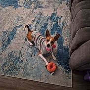 Sky is registered to the contest to win money with this photo: dog, small_dog, sweater, toy, dog_toy, rug, patterned_rug, blue_rug, beige_rug, indoor, floor, curious, pet, animal, brown_and_white_dog, wood_floor, cozy, ears_up, looking_up, paw_on_toy