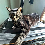 Chubbs is registered to the contest to win money with this photo: cat, tabby_cat, pet, indoor, resting, sunlight, whiskers, ears, fur, paw, stove, metal_surface, window, shadow, relaxed, close_up, home, vertical_photo, furniture, portrait
