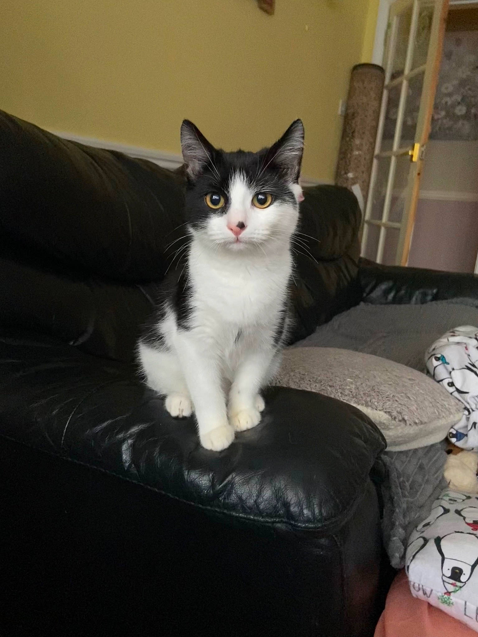 Lucifer is registered to the contest to win money with this photo: box, carnivore, cat, comfort, couch, domestic_short_haired_cat, felidae, fur, living_room, paw, sitting, sleeper_chair, slipcover, small_to_medium_sized_cats, tail, whiskers