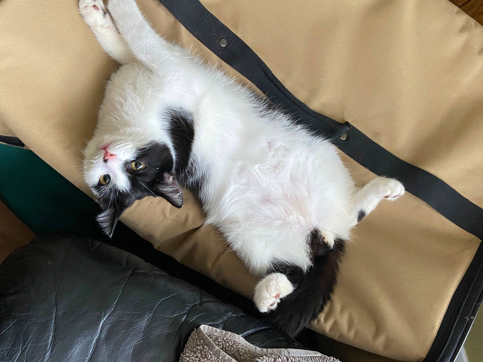 Lucifer joined the competition — help win amazing prizes! balinese, canidae, carnivore, cat, claw, comfort, companion_dog, couch, dog_breed, domestic_short_haired_cat, felidae, fur, lap, leg, nap, paw, small_to_medium_sized_cats, sporting_group, tail, whiskers