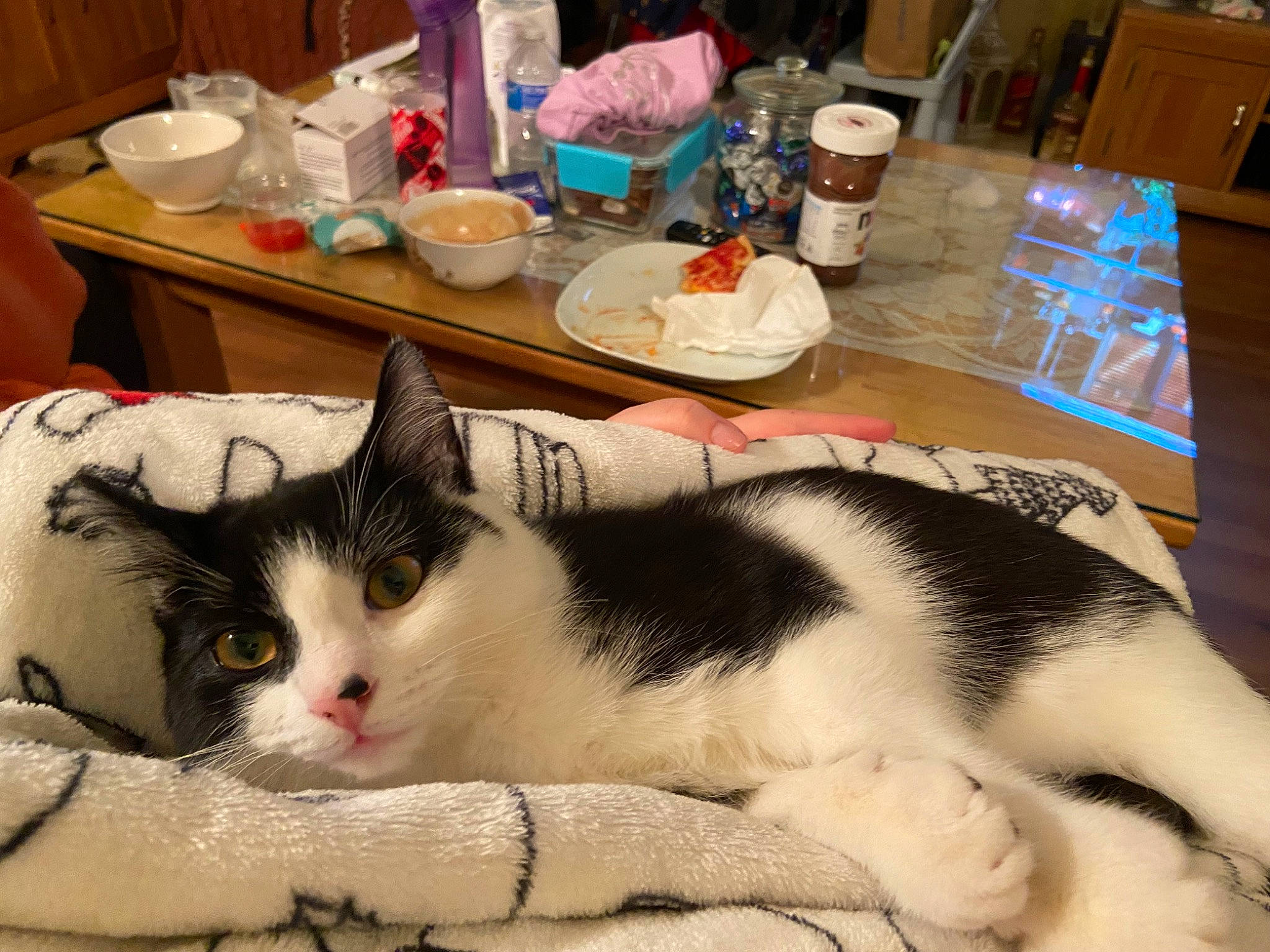 Lucifer joined the competition — help win amazing prizes! box, carnivore, cat, cat_supply, comfort, domestic_short_haired_cat, felidae, fur, linens, nap, paw, pet_supply, plate, room, small_to_medium_sized_cats, tableware, tail, textile, whiskers, wood