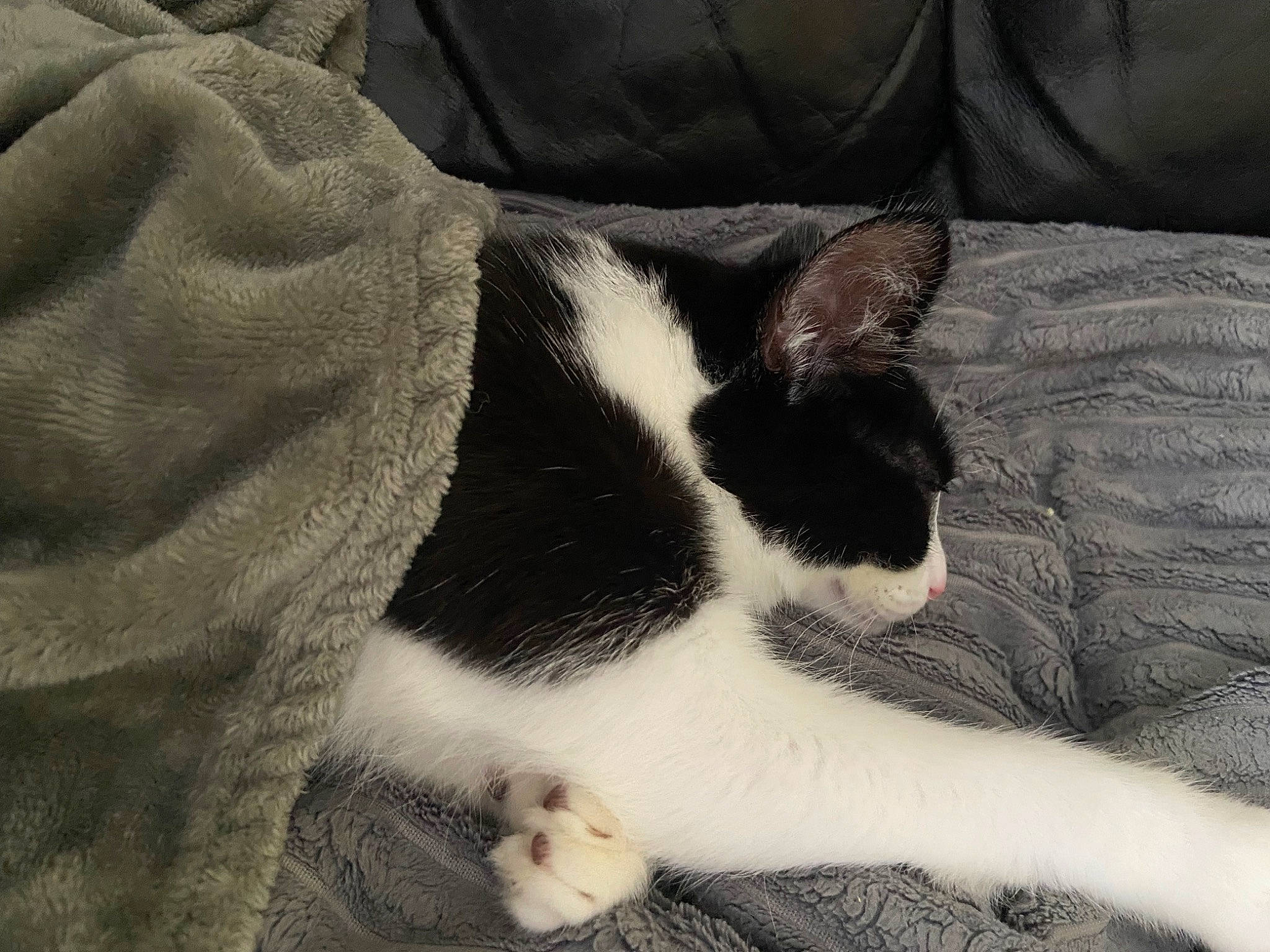 Lucifer joined the competition — help win amazing prizes! carnivore, cat, claw, comfort, dog_breed, domestic_short_haired_cat, felidae, foot, fur, grey, human_leg, linens, monochrome_photography, nap, paw, small_to_medium_sized_cats, snout, tail, terrestrial_animal, whiskers