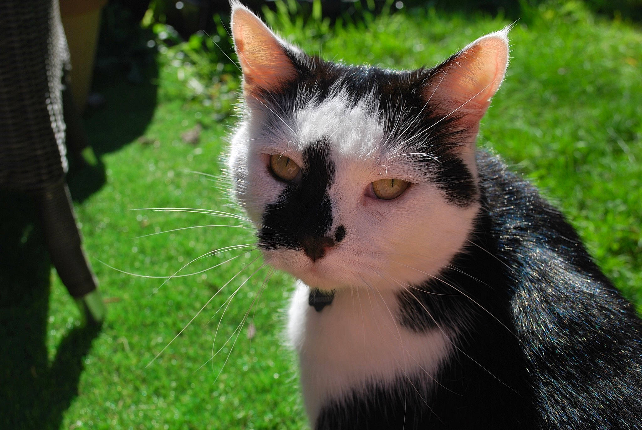 Teddy joined the competition — help win amazing prizes! carnivore, cat, domestic_short_haired_cat, fawn, felidae, fur, grass, herb, plant, small_to_medium_sized_cats, snout, tail, terrestrial_animal, tree, whiskers, wildlife