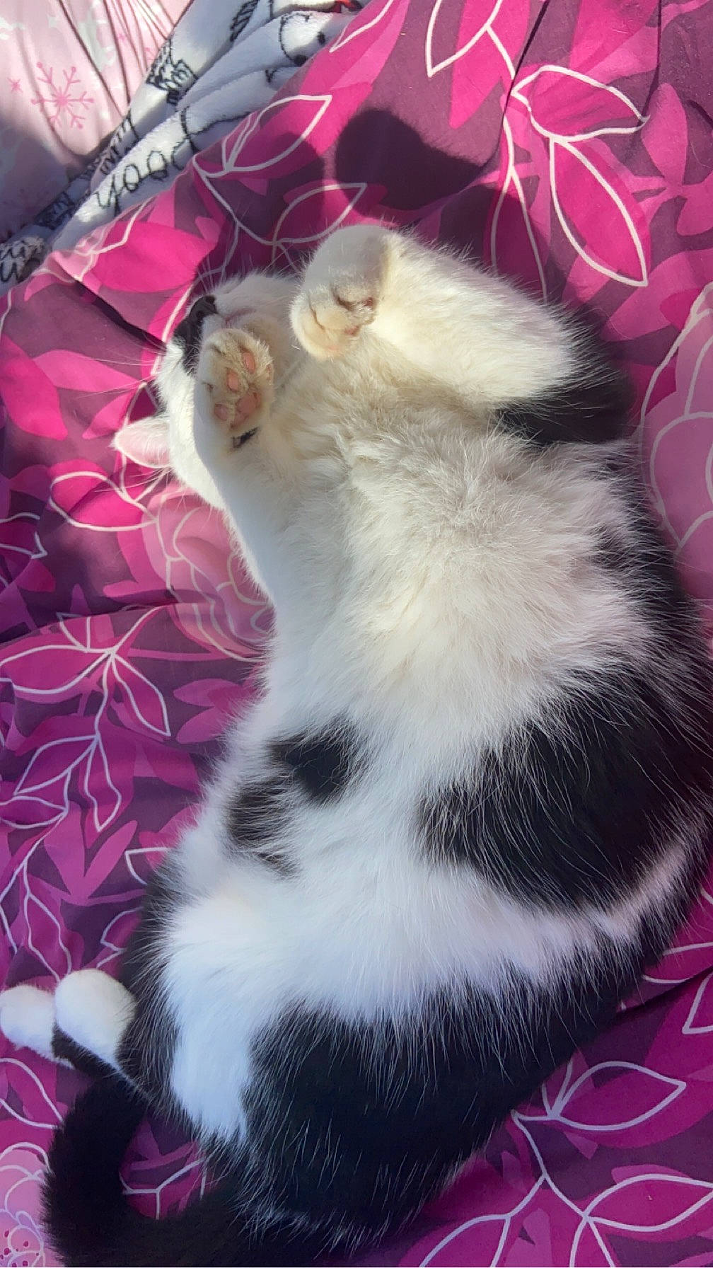 Teddy is registered to the contest to win money with this photo: canidae, carnivore, cat, cat_supply, claw, companion_dog, dog_breed, domestic_short_haired_cat, fang, felidae, fur, magenta, paw, pink, small_to_medium_sized_cats, snout, tail, terrestrial_animal, whiskers