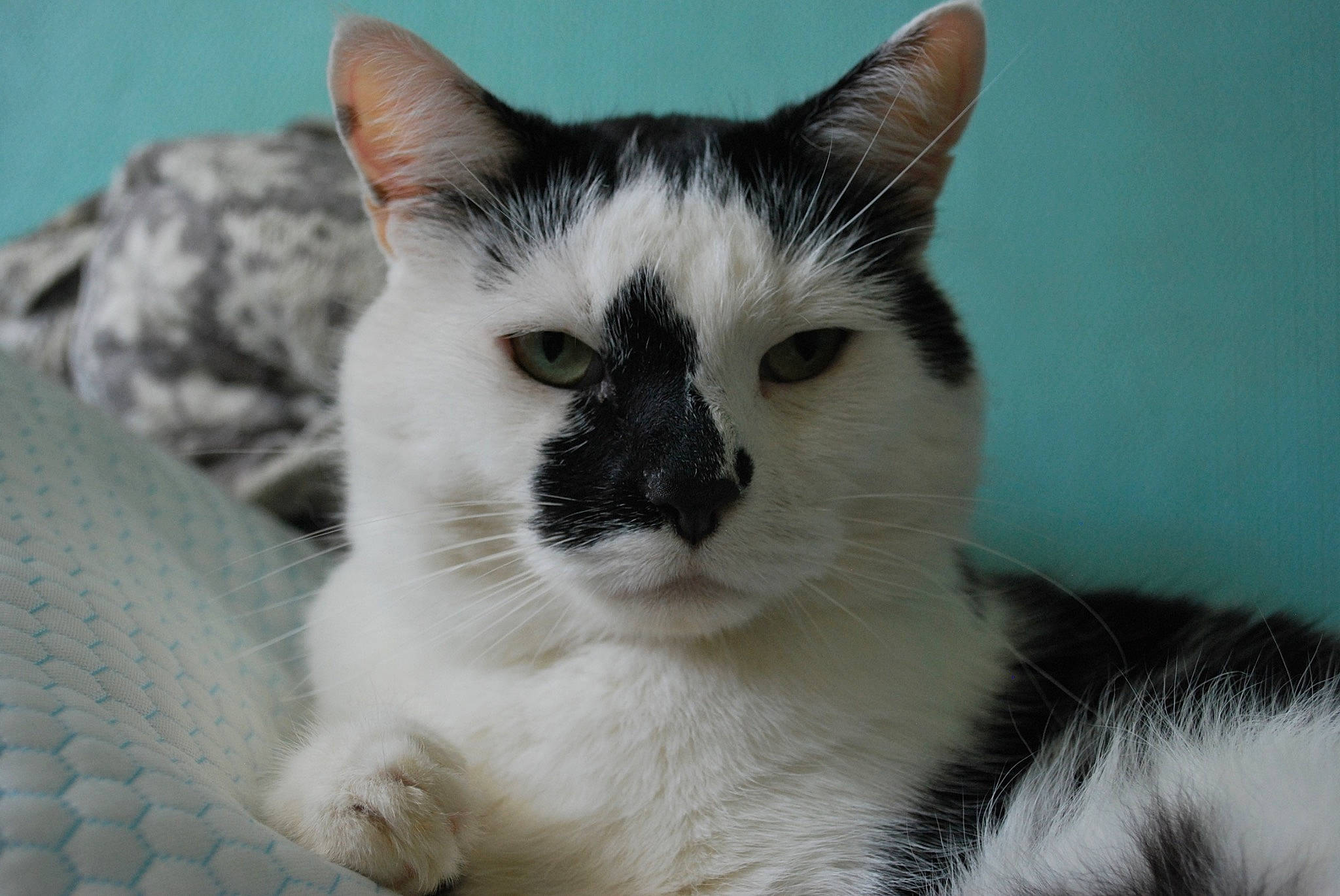 Teddy joined the competition — help win amazing prizes! balinese, carnivore, cat, comfort, domestic_short_haired_cat, eye, felidae, fur, head, paw, small_to_medium_sized_cats, snout, tail, whiskers, window