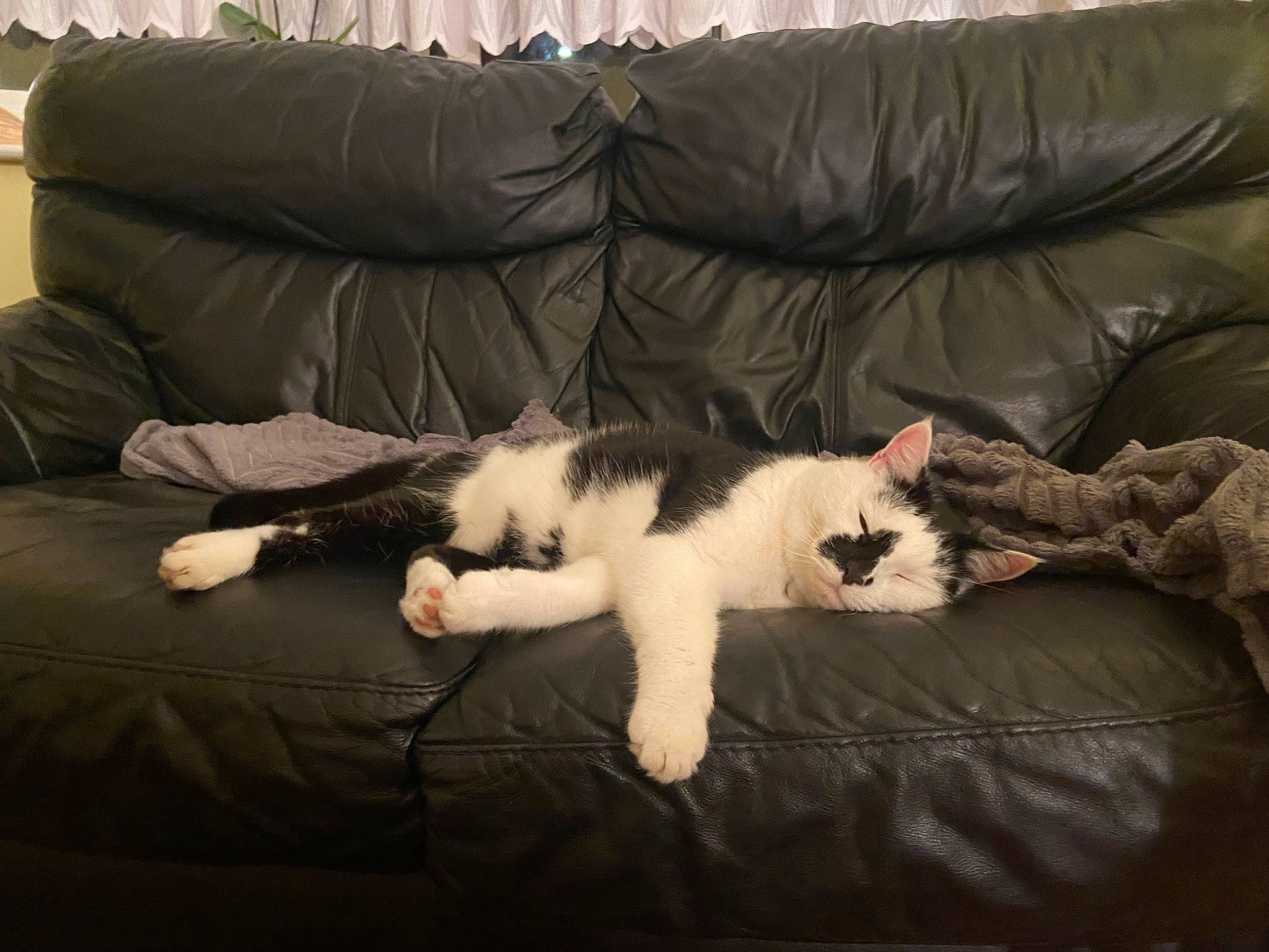 Teddy joined the competition — help win amazing prizes! carnivore, cat, comfort, companion_dog, couch, domestic_short_haired_cat, felidae, fur, furniture, hardwood, lap, linens, living_room, paw, room, small_to_medium_sized_cats, tail, textile, whiskers, wood