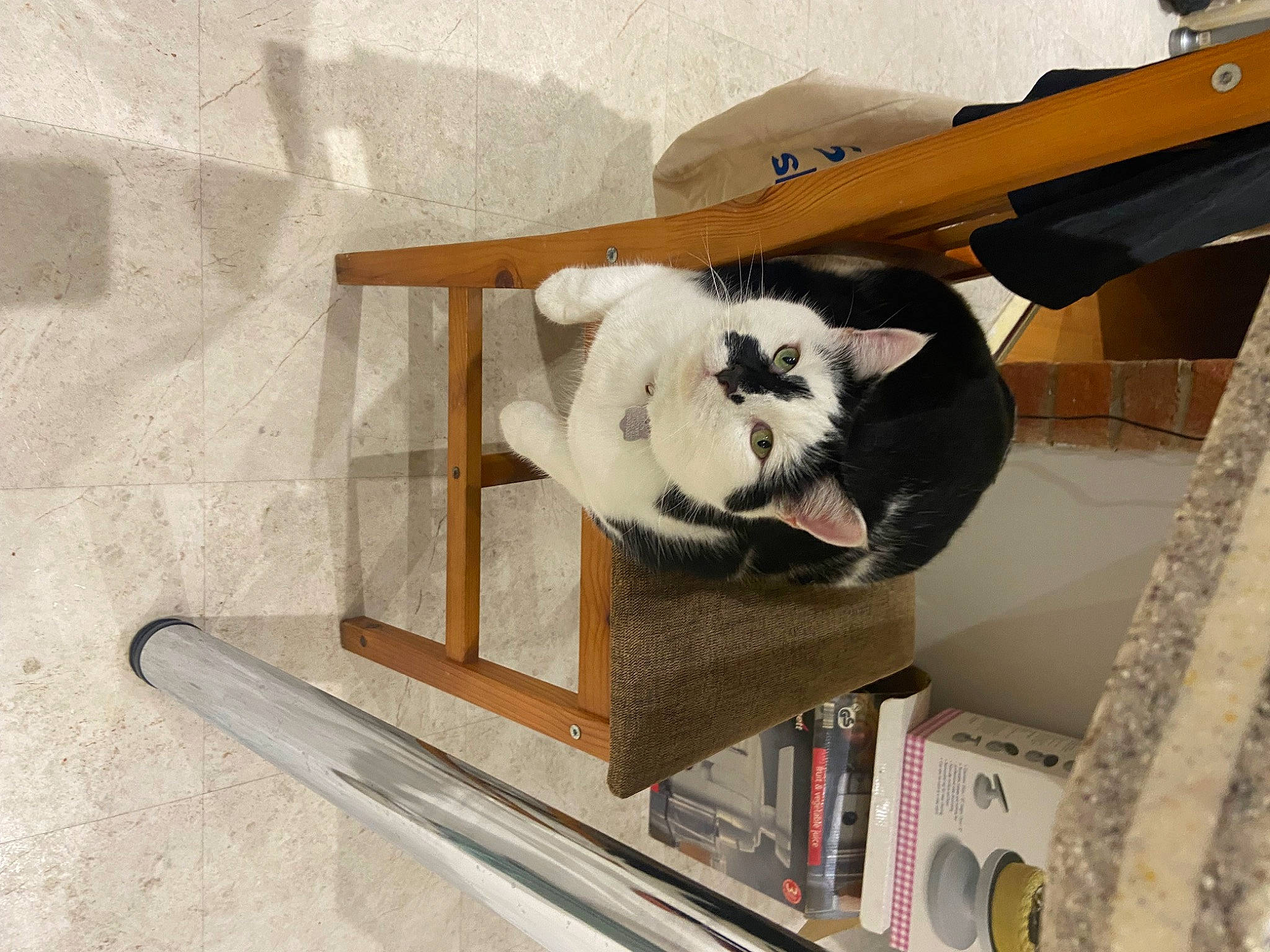 Teddy is registered to the contest to win money with this photo: bookcase, carnivore, cat, cat_bed, cat_supply, comfort, companion_dog, felidae, fur, hardwood, pet_supply, publication, room, shelf, shelving, small_to_medium_sized_cats, stairs, tail, whiskers, wood