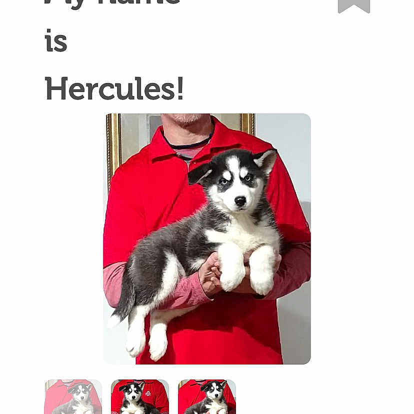 Hercules.foundonline.voteanyway