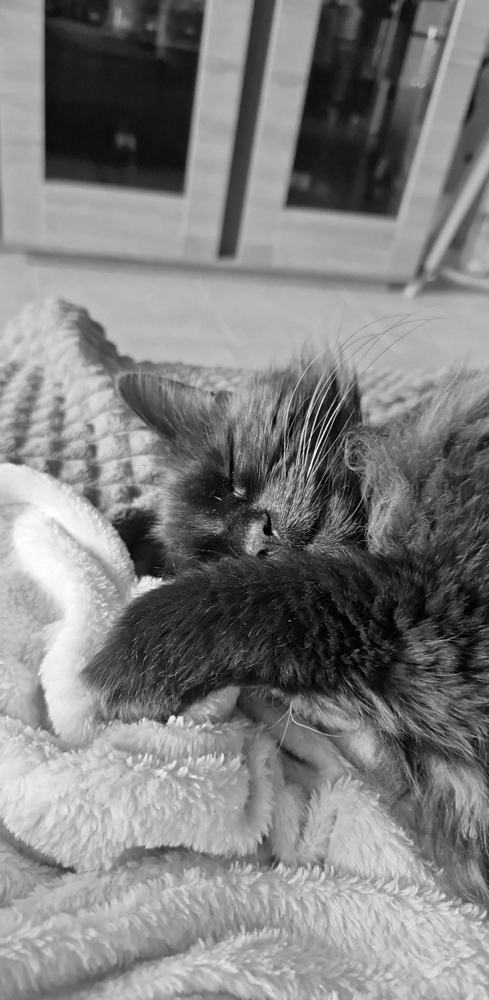 Ticky a rejoint le concours — aidez-le/la à gagner de superbes lots ! black, black_and_white, carnivore, cat, claw, close_up, comfort, eye, felidae, fur, grey, monochrome, monochrome_photography, paw, small_to_medium_sized_cats, snout, style, textile, whiskers, white