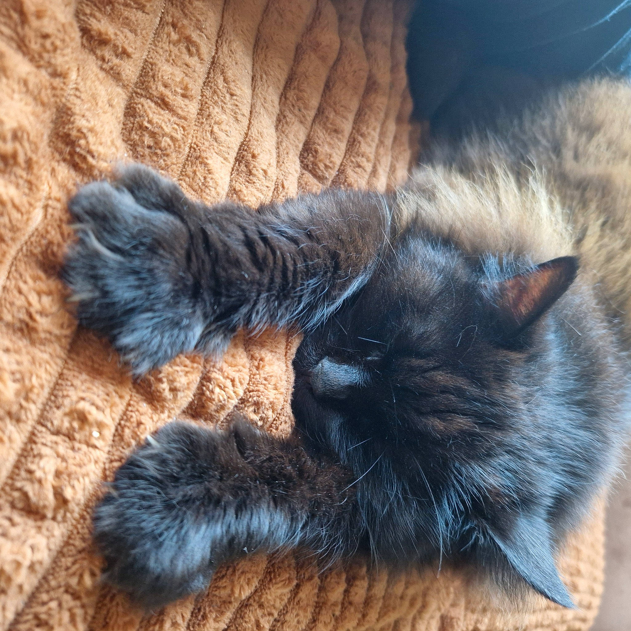 Ticky participe au concours pour gagner de l'argent avec cette photo : black_cat, canidae, carnivore, cat, claw, comfort, dog_breed, domestic_short_haired_cat, ear, electric_blue, felidae, foot, fur, human_leg, nap, paw, small_to_medium_sized_cats, tail, terrestrial_animal, whiskers